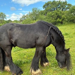 14Hh Black Gelding  Horses for Sale