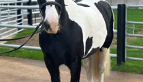 14.1hh Piebald Mare - Good Allrounder 