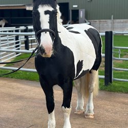 14.1Hh Piebald Mare - Good Allround... Horses for Sale