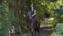 16.1hh bay mare