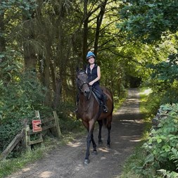 16.1Hh Bay Mare Horses for Sale
