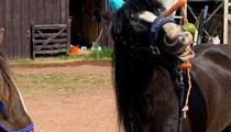 Minnie - 13.1/13.2hh 11yr old Black Cob Mare