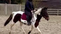 15/15.1hh standardbred 10yo