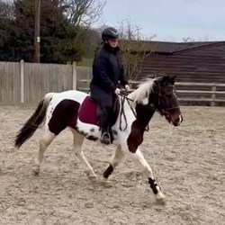 15/15.1Hh Standardbred 10Yo Horses for Sale