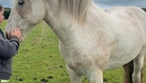 Blinkers striking cob gelding