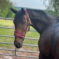 Companion, Broodmare Or Project.  Horses for Sale