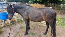 Companion pony for permanent loan