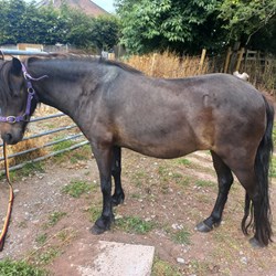Companion Pony For Permanent Loan Horses for Sale