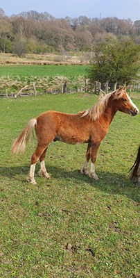 Welsh section A pony colt