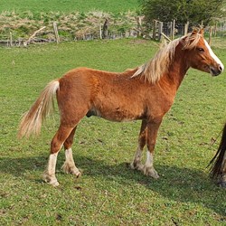 Welsh Section A Pony Colt Ponies for Sale