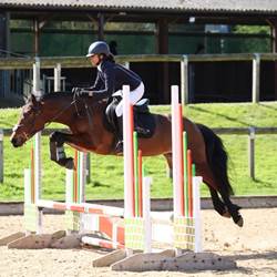 Talented Allrounder Horses for Sale