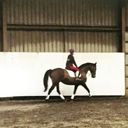 Thoroughbred X Warmblood  Ponies for Sale