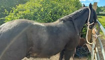 14hh black gelding 