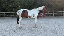15/15.1hh standardbred 10yo