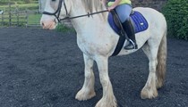 Blinkers striking cob gelding