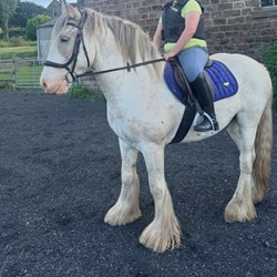 Blinkers Striking Cob Gelding Horses for Sale