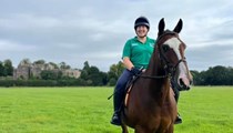 Irish x 15hh Mare for sale 