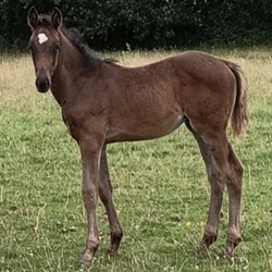 Stunning Filly Foal Young Stock for Sale
