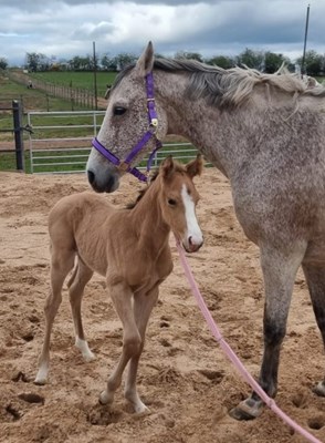 Exceptional Buckskin Sj and Eventing Colt 