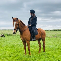 Handsome 16.2Hh Tb Gelding  Horses for Sale