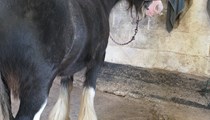 Casper 13hh Black Blagdon Gelding for sale (broken to ride)