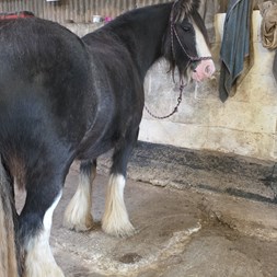 Casper 13Hh Black ... Ponies for Sale