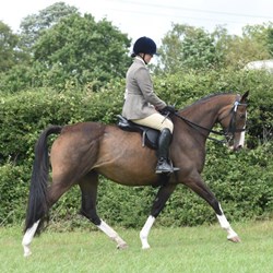 Potential Eventer/Happy Hacker Horses for Sale