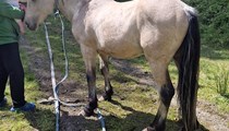 2 year old dunn for sale
