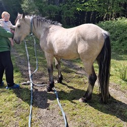 2 Year Old Dunn For Sale Horses for Sale