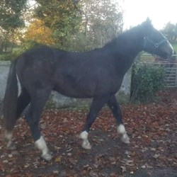 Amazing Rising 2 Year Old  Horses for Sale