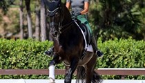 Spirited 4th Level Dressage Gelding With FEI Potential