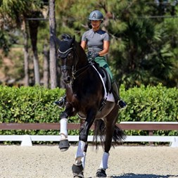 Spirited 4Th Level... Horses for Sale