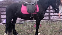 Quality Welsh D mare 