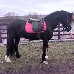 Quality Welsh D Mare  Horses for Sale
