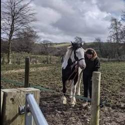 Miss Darcy [Missy] Horses for Sale