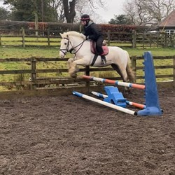 Fabulous 15H Cob Gelding 4Yrs Old Horses for Sale