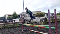 Genuine TB gelding- sad sale 