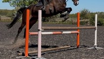 16.3hh 11yo ish gelsing
