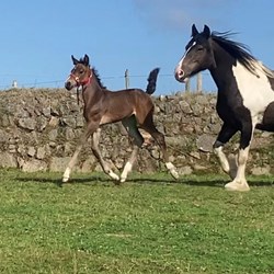 Mare With Foal At Foot Horses for Sale