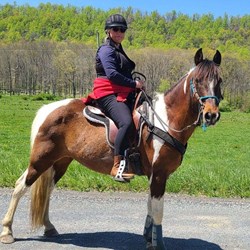 15H Tricolor Spotted Saddle Gelding Horses for Sale
