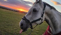 Genuine TB gelding- sad sale 