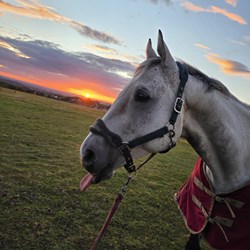Genuine TB Gelding- Sad Sale  Horses for Sale