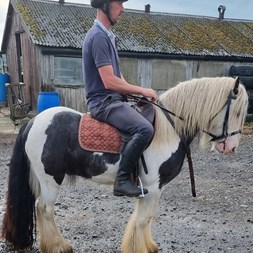 13Hh Cracking Colo... Ponies for Sale