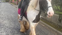 14.1hh cob gelding rising 6