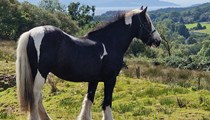 13.3hh coloured cob mare