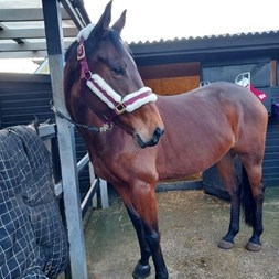 16.2Hh TB Mare  Horses for Sale
