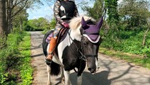 14hh 8 year old mare inc Tack- Fantastic Hack with Potential 