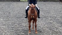 Stunning 15.3hh chestnut mare -talented and kind event prospect 