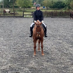 Stunning 15.3Hh Chestnut Mare -Tale... Horses for Sale