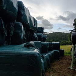 AA Haylage Rye Or Meadow Grass Bedding/Haylage/Feed